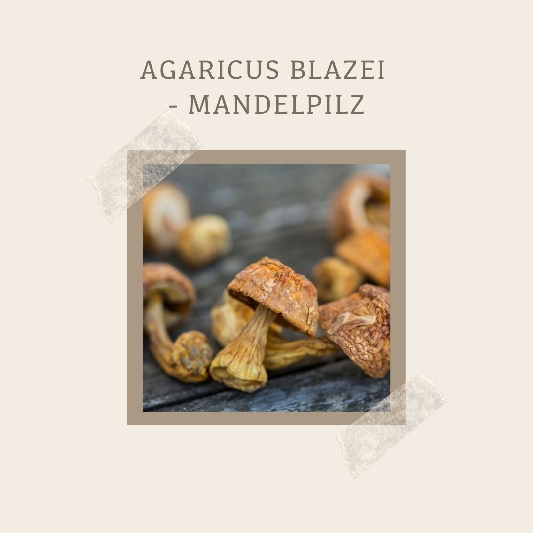 Getrockneter Mandelpilz (Agaricus blazei)