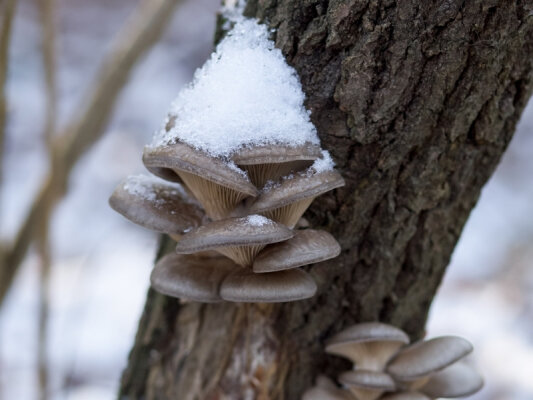 Pilze im Winter - Pilze im Winter