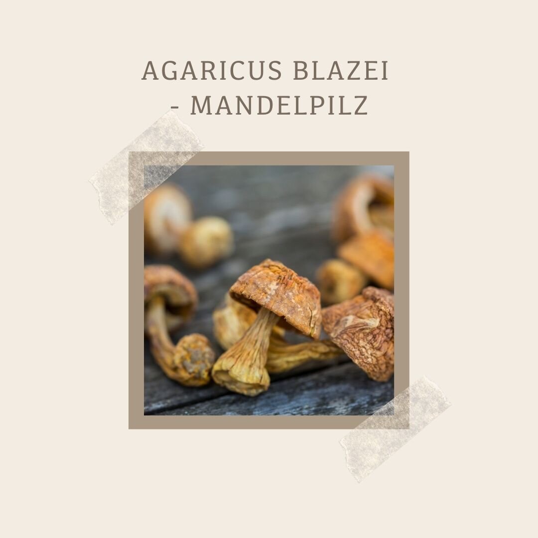 Agaricus Blazei - Mandelpilz