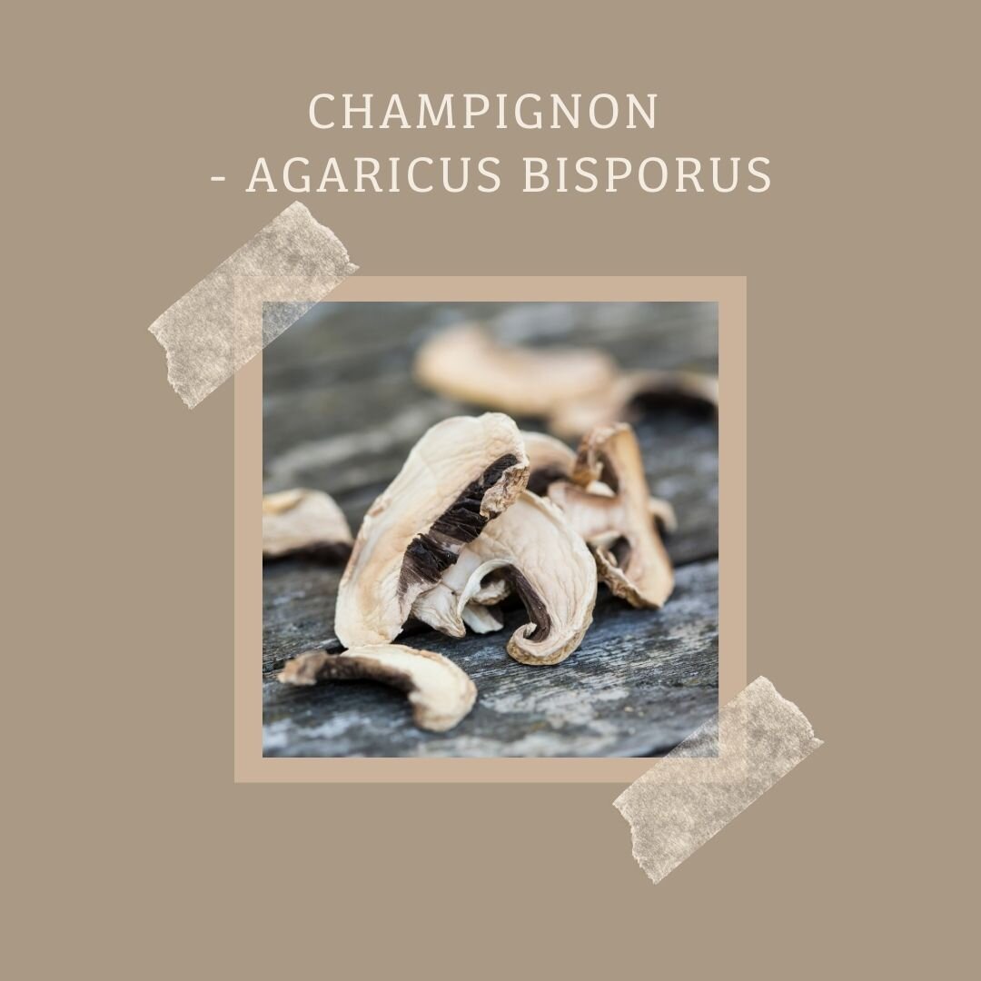 Champignon - Agaricus Bisporus