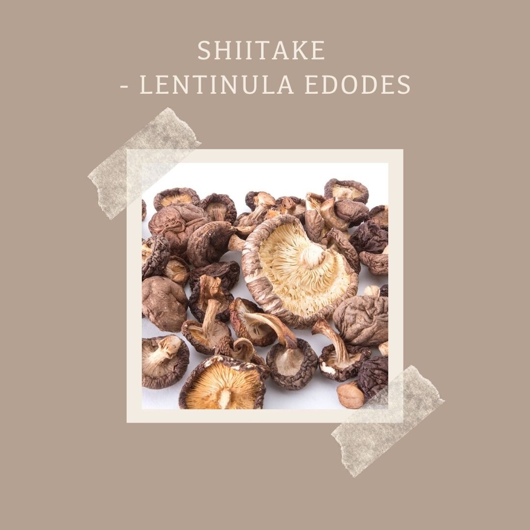 Shiitake - Lentinula Edodes