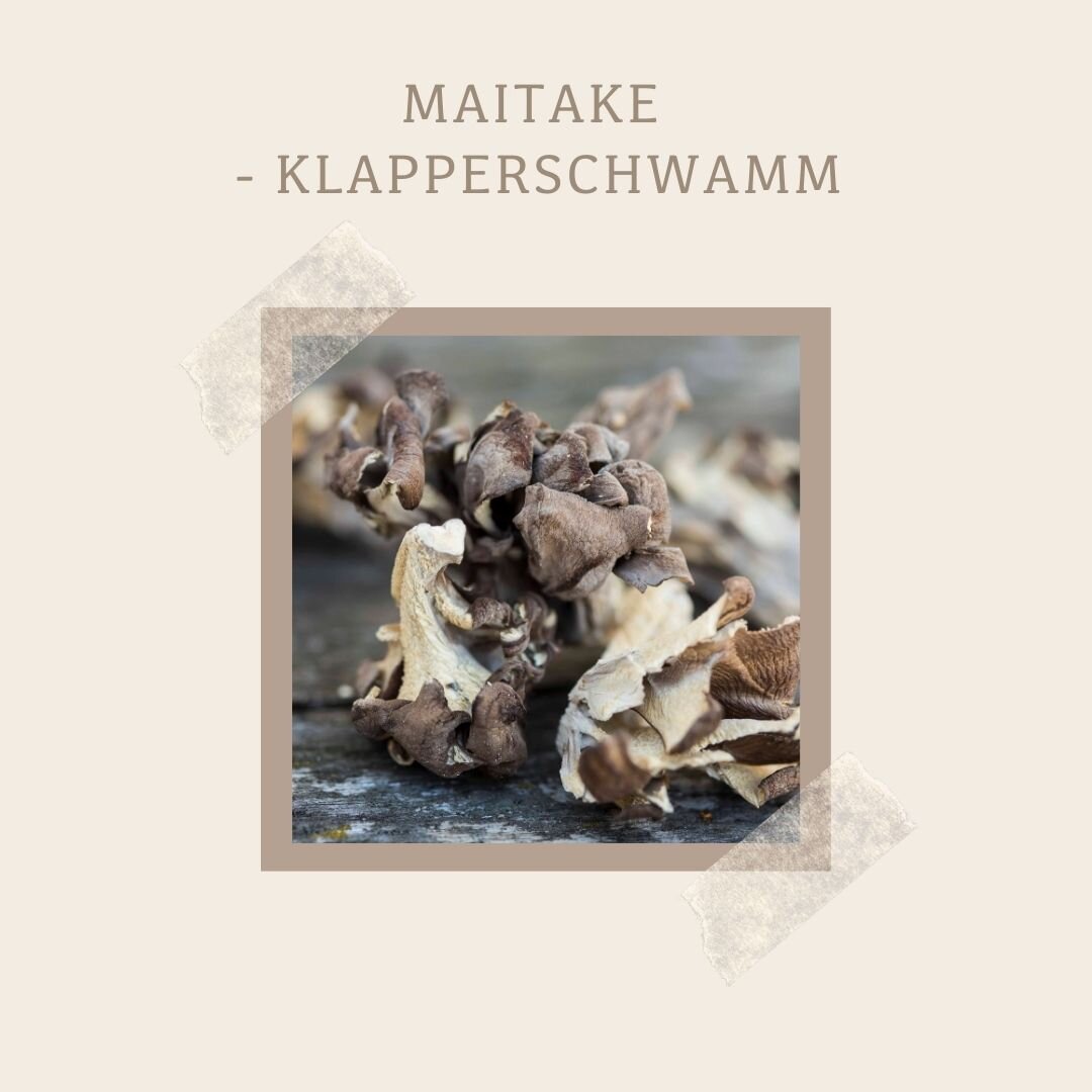 Maitake - Klapperschwamm