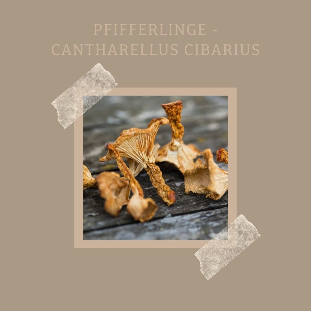 Pfifferlinge - Cantharellus Cibarius