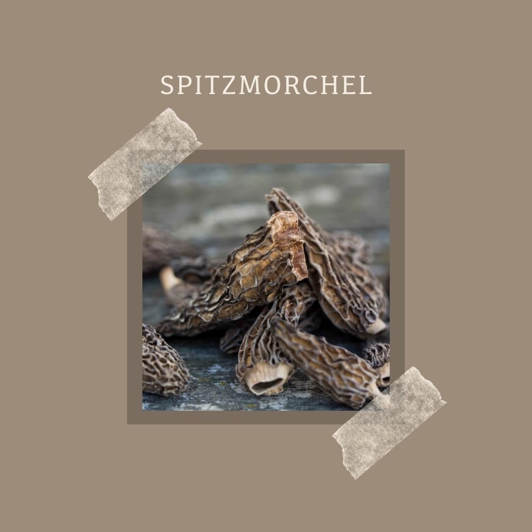 Spitzmorchel