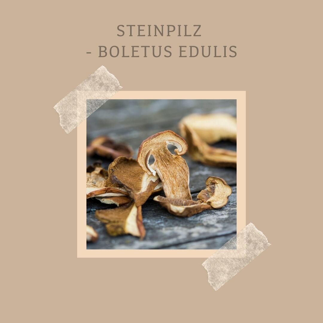Steinpilz - Boletus Edulis